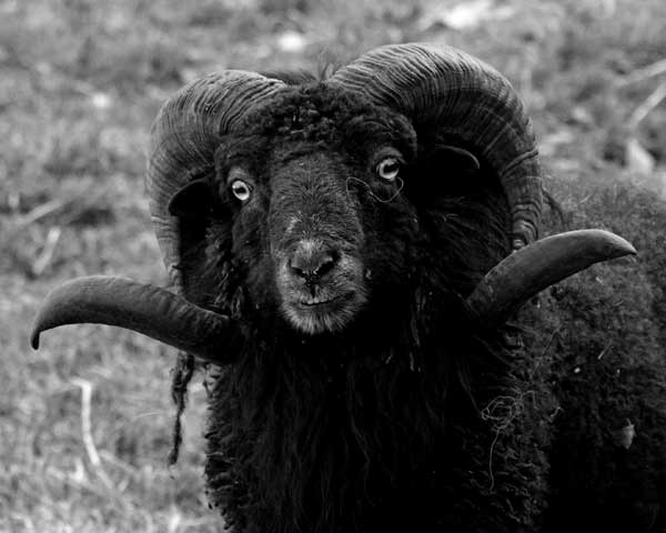 Die Schafe kommen wieder ins Naturschutzgebiet Twedter Feld 2019