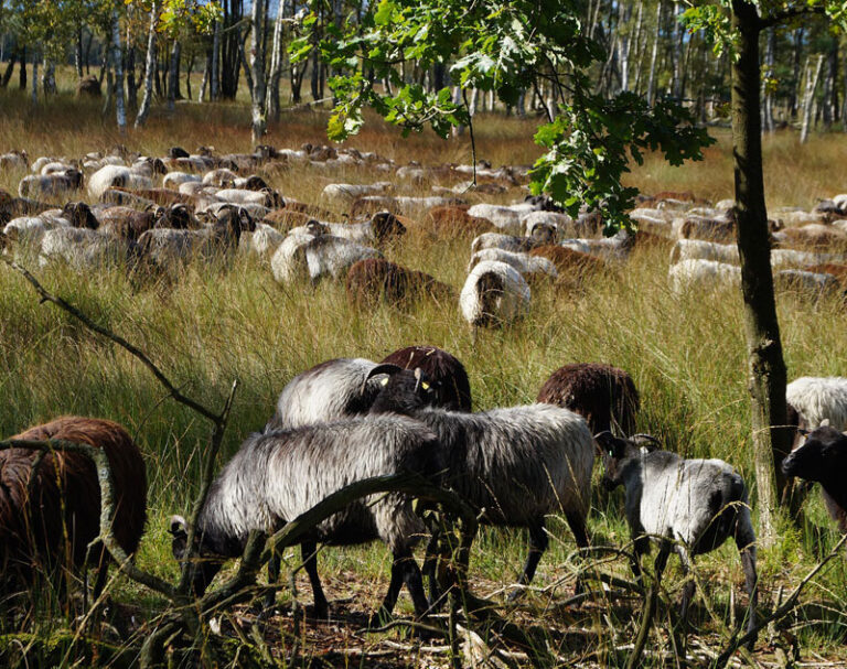 Die Schäferin und ihre Herde sind wieder im Naturschutzgebiet Twedter Feld