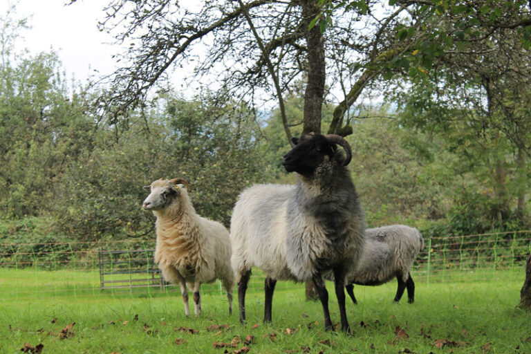 Die Schafe kommen wieder zur dritten Beweidung in das Naturschutzgebiet Twedter Feld