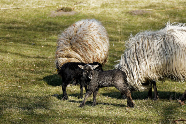 600 Schafe zurück im Naturschutzgebiet Twedter Feld